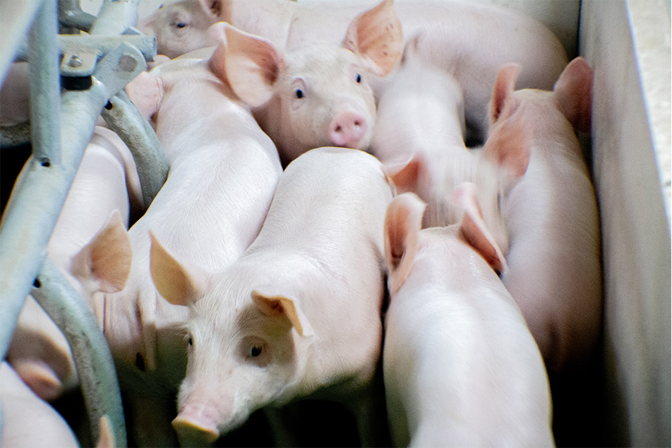 Welsafe Farrowing Crate: Farrowing Management இல் பன்றி நலனை உயர்த்துதல்