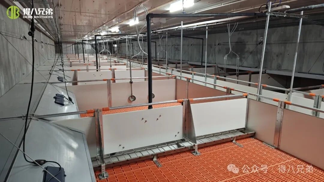 வெப்பமான காலநிலையில் பன்றி பண்ணைகளில் வெப்ப அழுத்த தடுப்பு மற்றும் மேலாண்மை